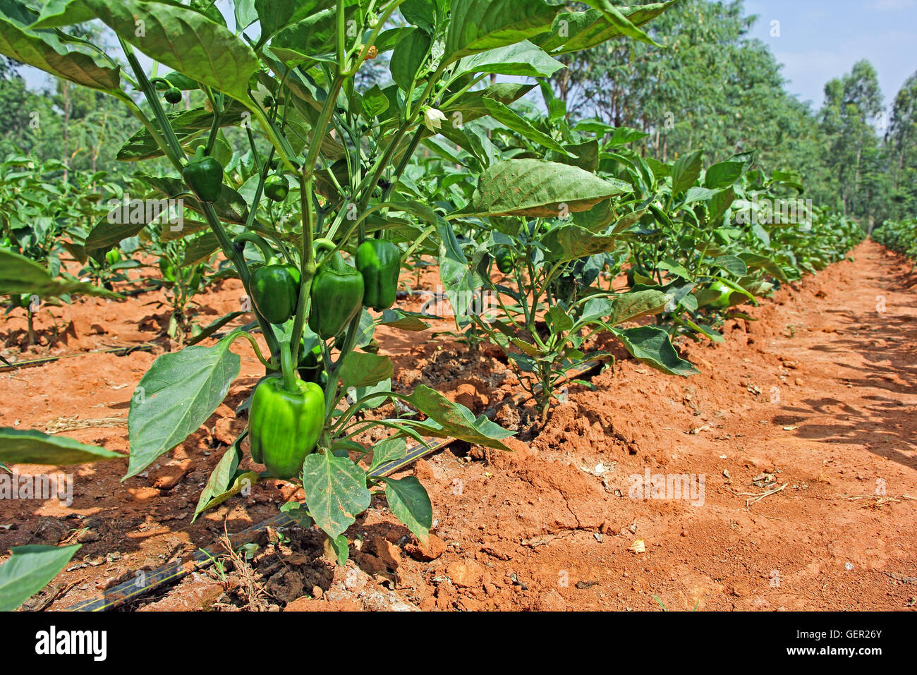 Il capsicum piante con verde di maturazione dei frutti dal campo di coltivazione in India. Chiamato anche il peperone e peperoncino e pepe verde Foto Stock
