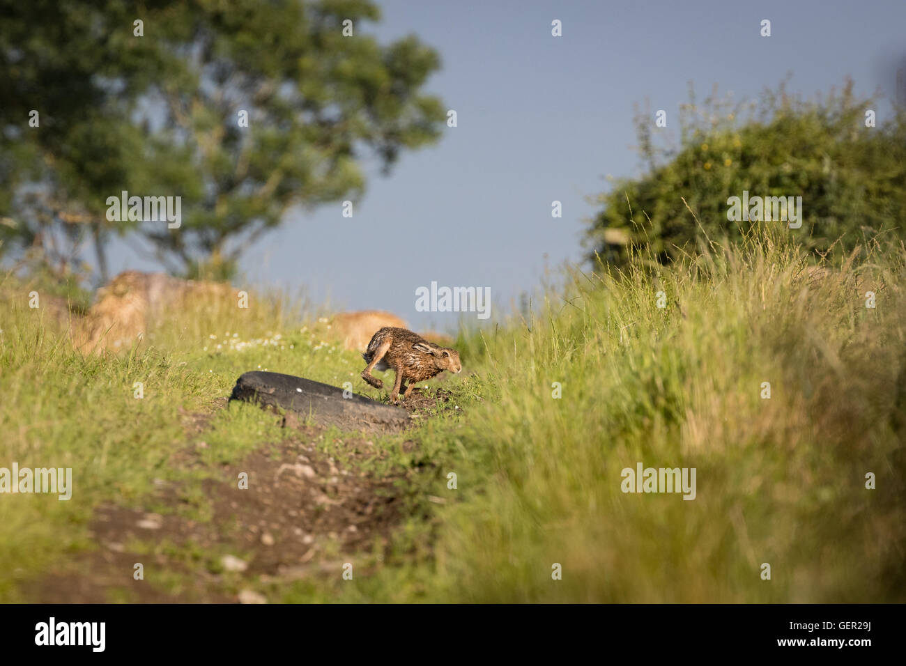 Brown Lepre inseguono in erba ad alta velocità (Lepus europaeus) Foto Stock