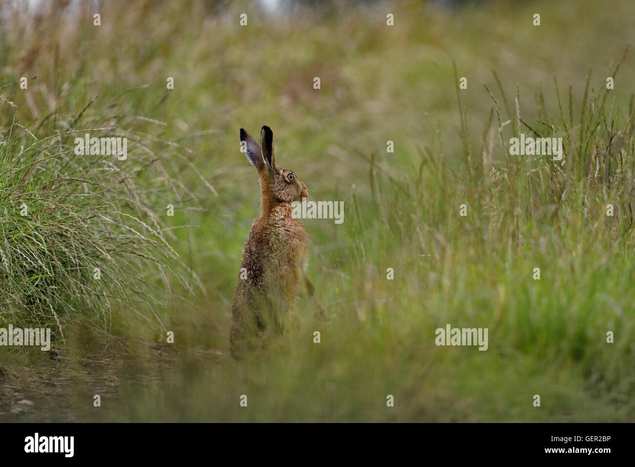 Brown lepre in erba di alert su gambe di cerva bagnata dalla balneazione in impasto (Lepus europaeus) Foto Stock