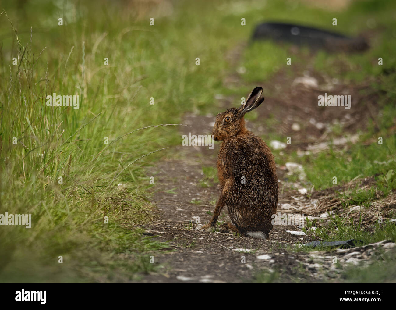 Brown lepre sul percorso, bagnata dalla balneazione nella pozza guardare avanti (Lepus europaeus) Foto Stock