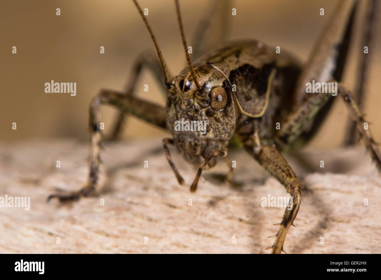 Dark bush cricket (Pholidoptera griseoaptera). Bush-cricket nella famiglia Tettigoniidae che mostra la testa, occhi composti e palpi Foto Stock