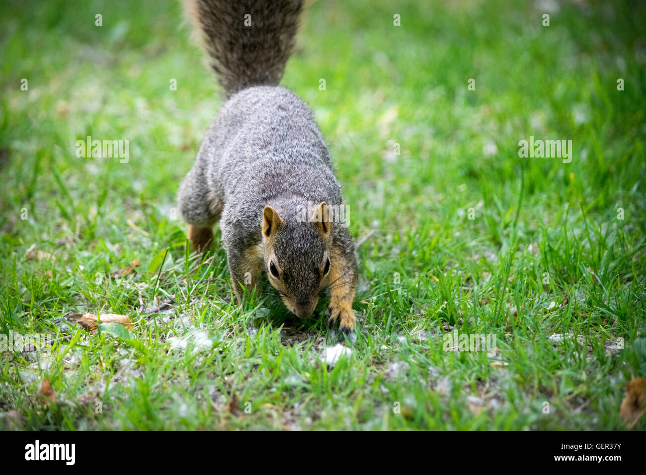 Sbatti Lo Scoiattolo Foto Stock