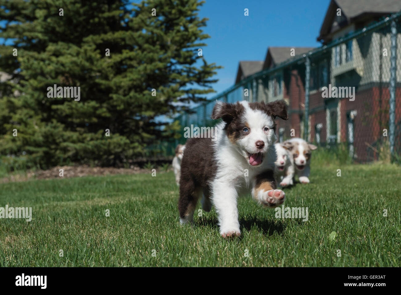 Cucciolata di sette settimane di Red tri e red merle Australian Shepherd cani, cuccioli in esecuzione Foto Stock
