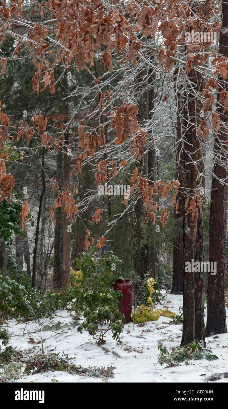 Inverno in giardino, ghiaccio Foto Stock