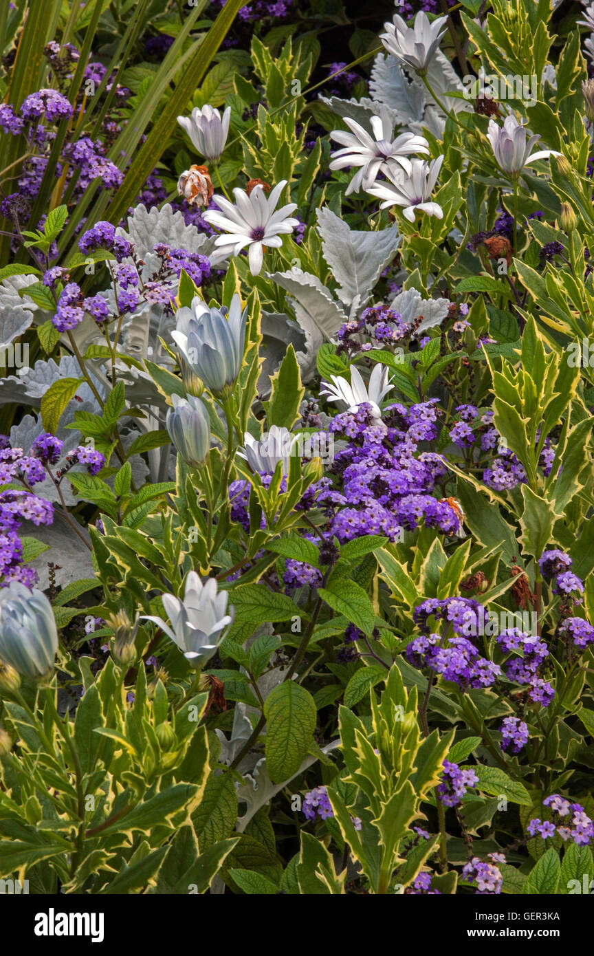 Argento e blu garden, combinazione di piante Foto Stock