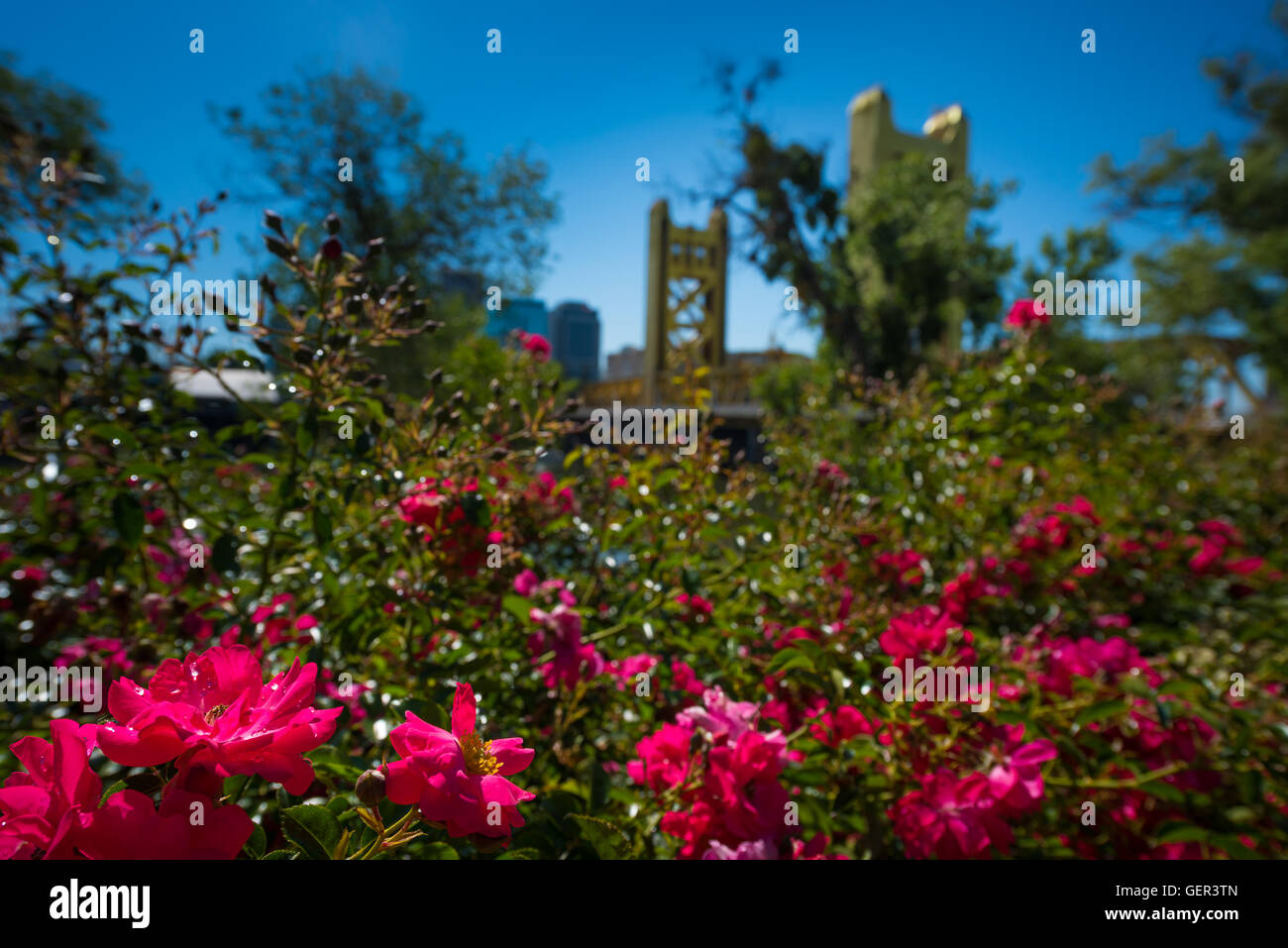 Bellissime Rose e il Tower Bridge a Sacramento in California giornata di sole Foto Stock