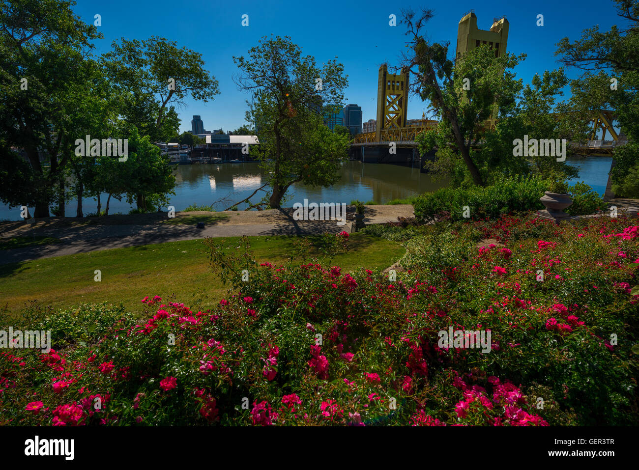 Bellissime Rose e il Tower Bridge a Sacramento in California giornata di sole Foto Stock