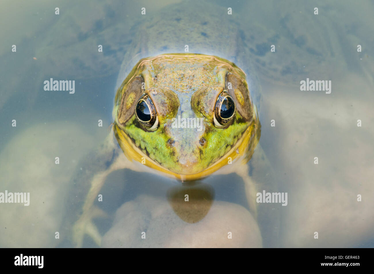 Bullfrog seduto in acqua in una palude. Foto Stock