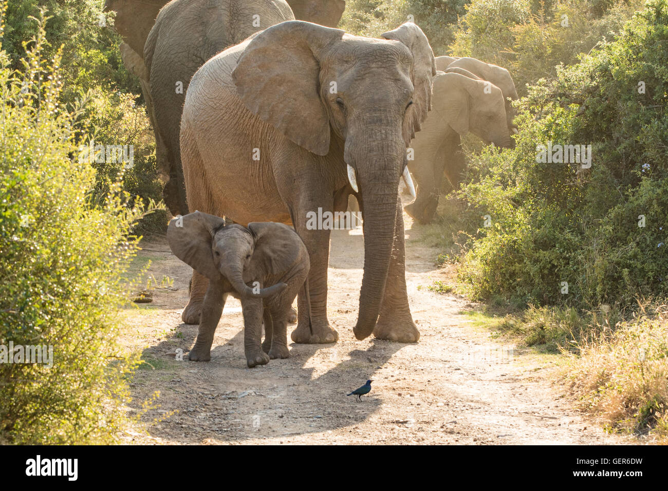 Elefante praticanti di vitello essendo Brave Foto Stock