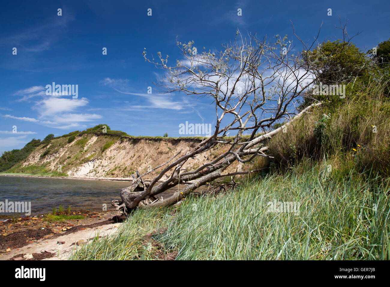 Geografia / viaggi, Germania, Schleswig-Holstein, fiordo di Flensburg, penisola Holnis, riserva naturale, ripida costa, albero, Foto Stock