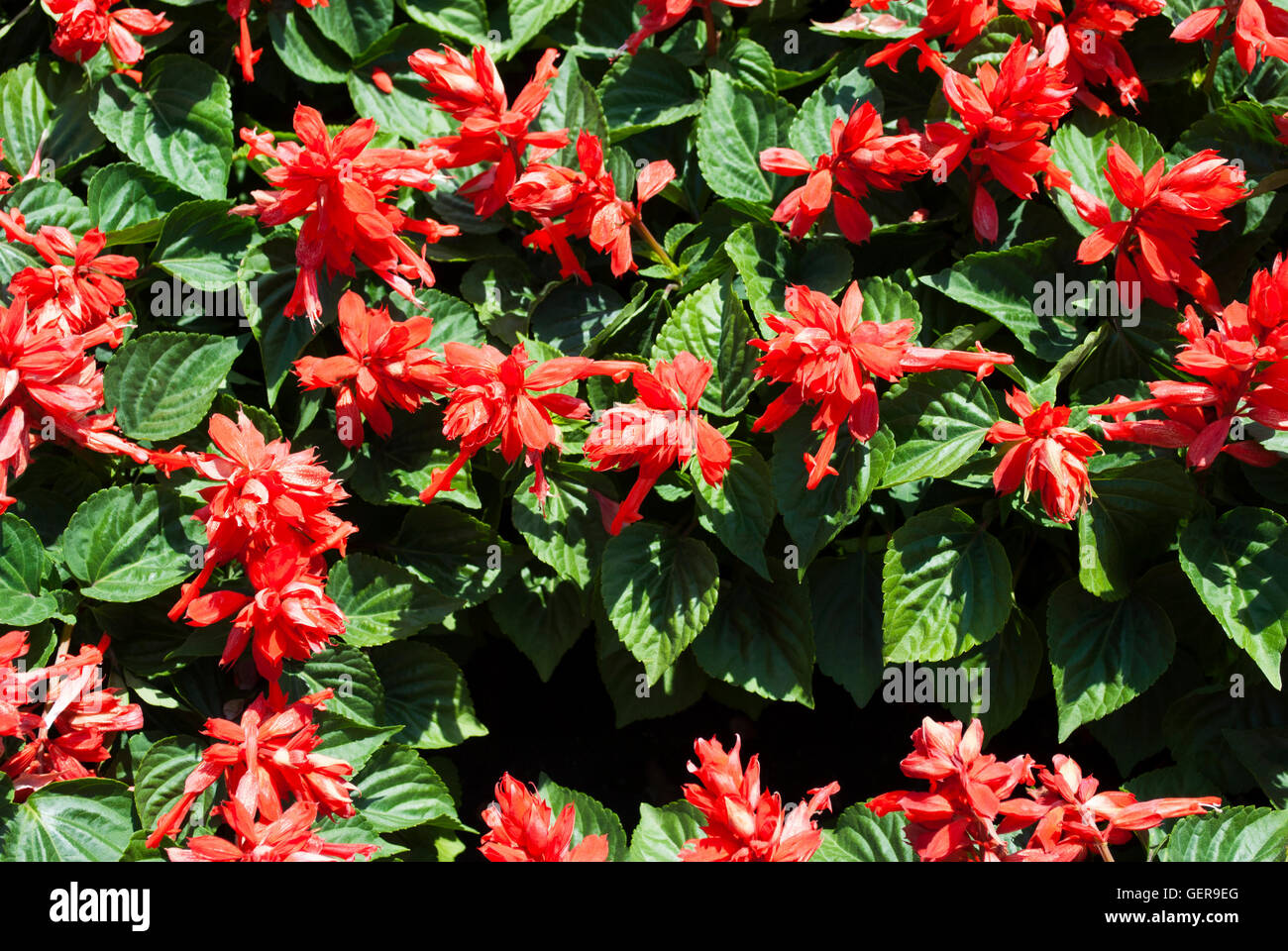 Sfondo rosso dei fiori estivi con foglie di colore verde Foto Stock