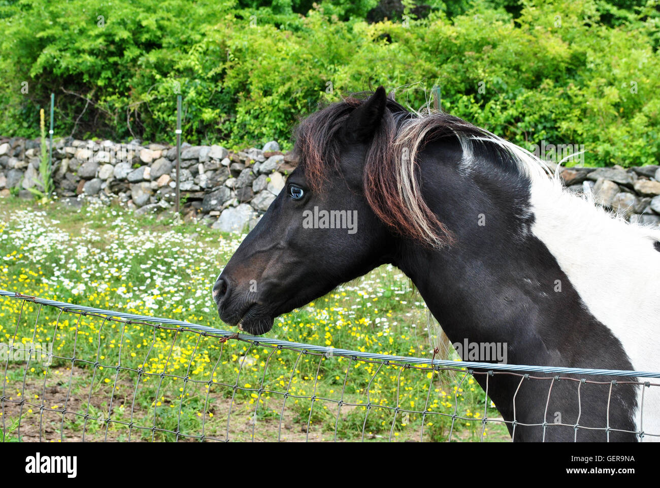 Adorabili marrone cavallo in miniatura con luminosi occhi blu Foto Stock