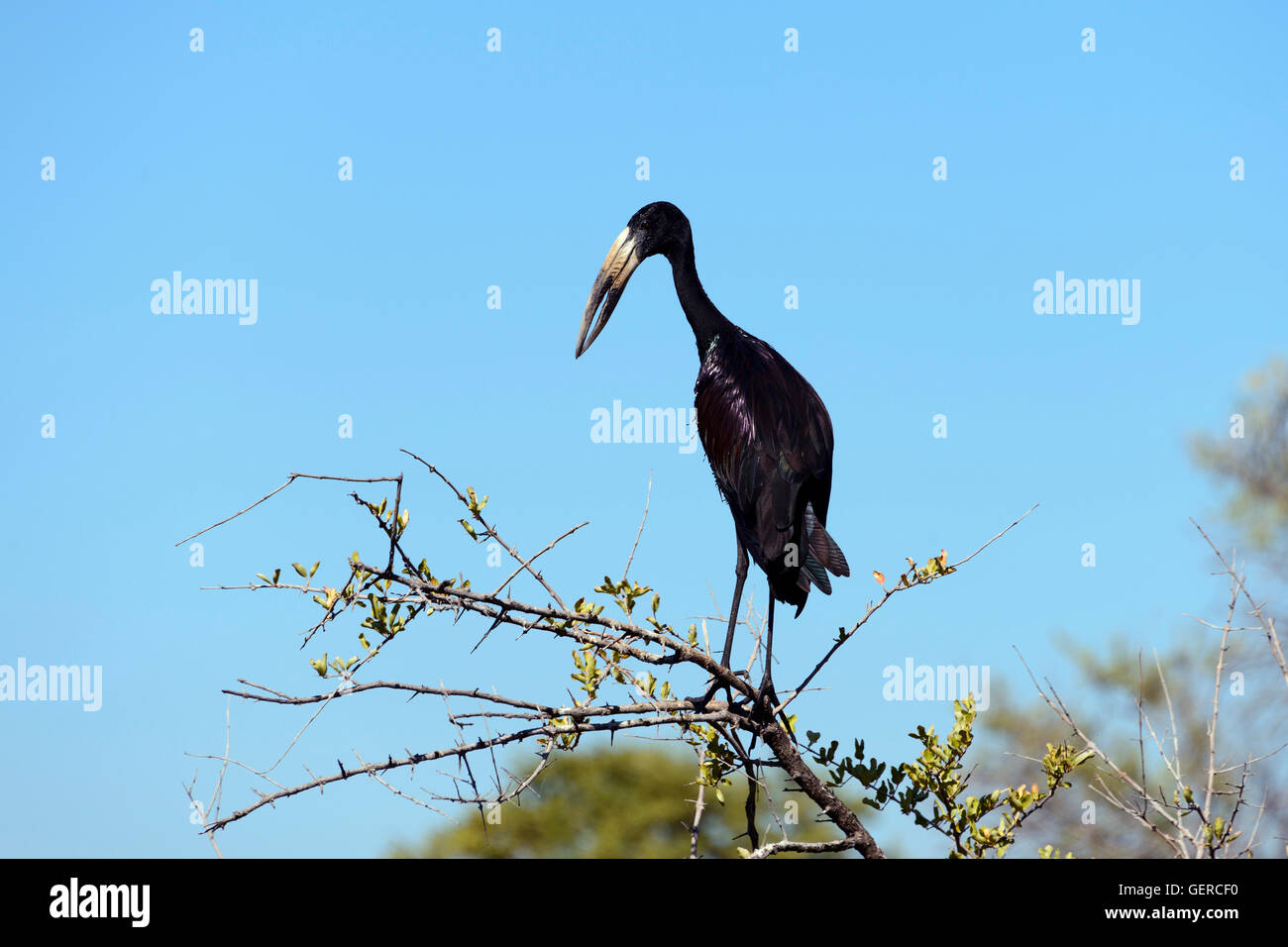 Aprire fatturati Stork, a nord-ovest di Botswana, (Anastomus lamelligerus) Foto Stock