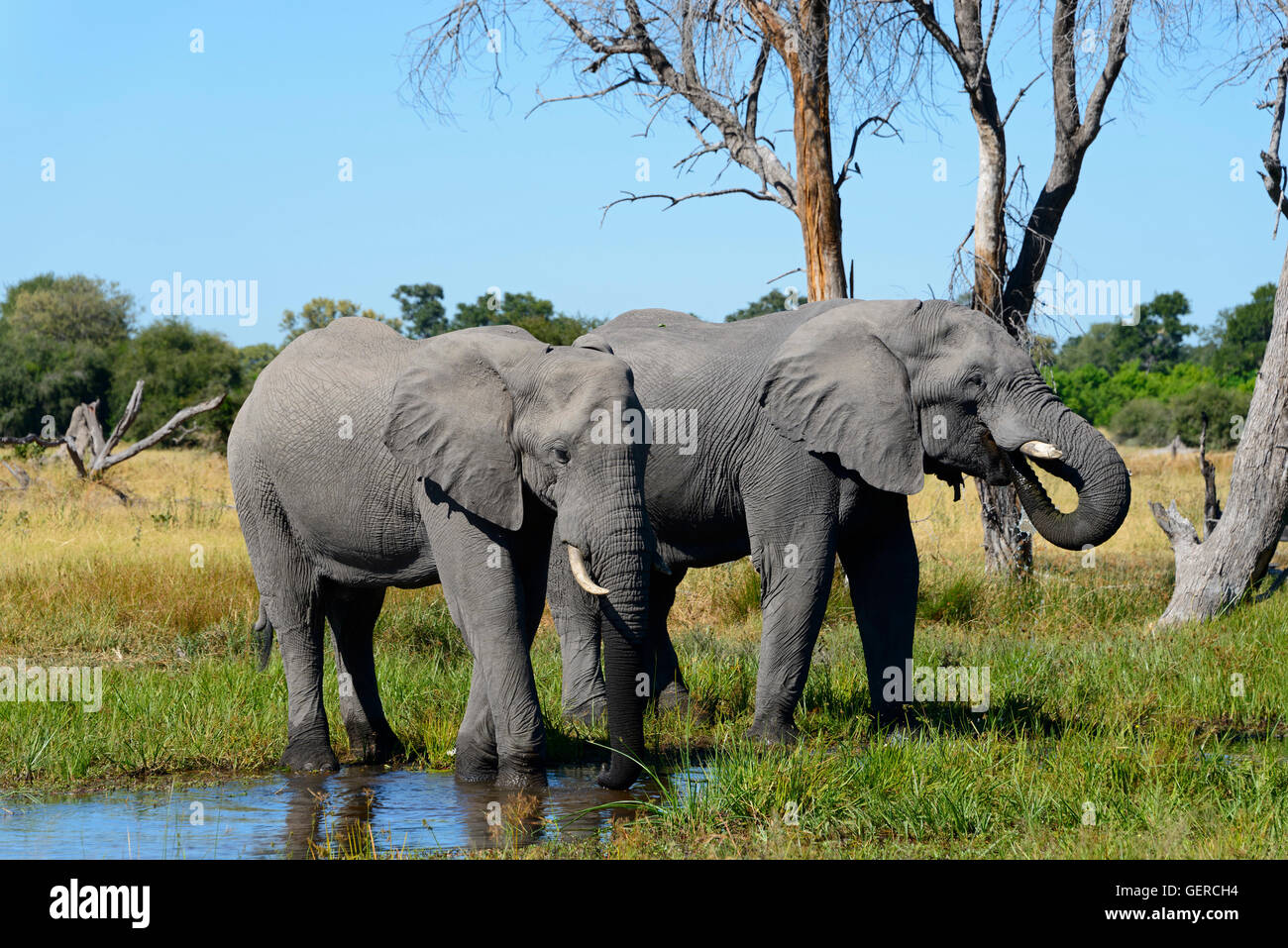 Elefante africano, Khwai River area vicino villaggio di Mababe, Botswana, (Loxodonta africana) Foto Stock