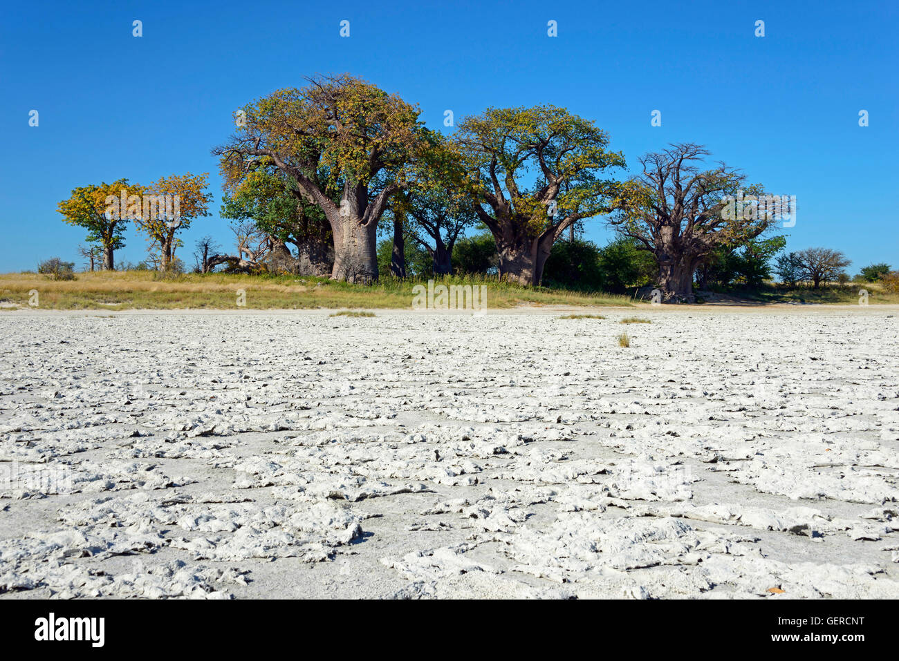 Baines baobab, Kudiakam Pan, Nxai Pan National Park, Botswana Foto Stock