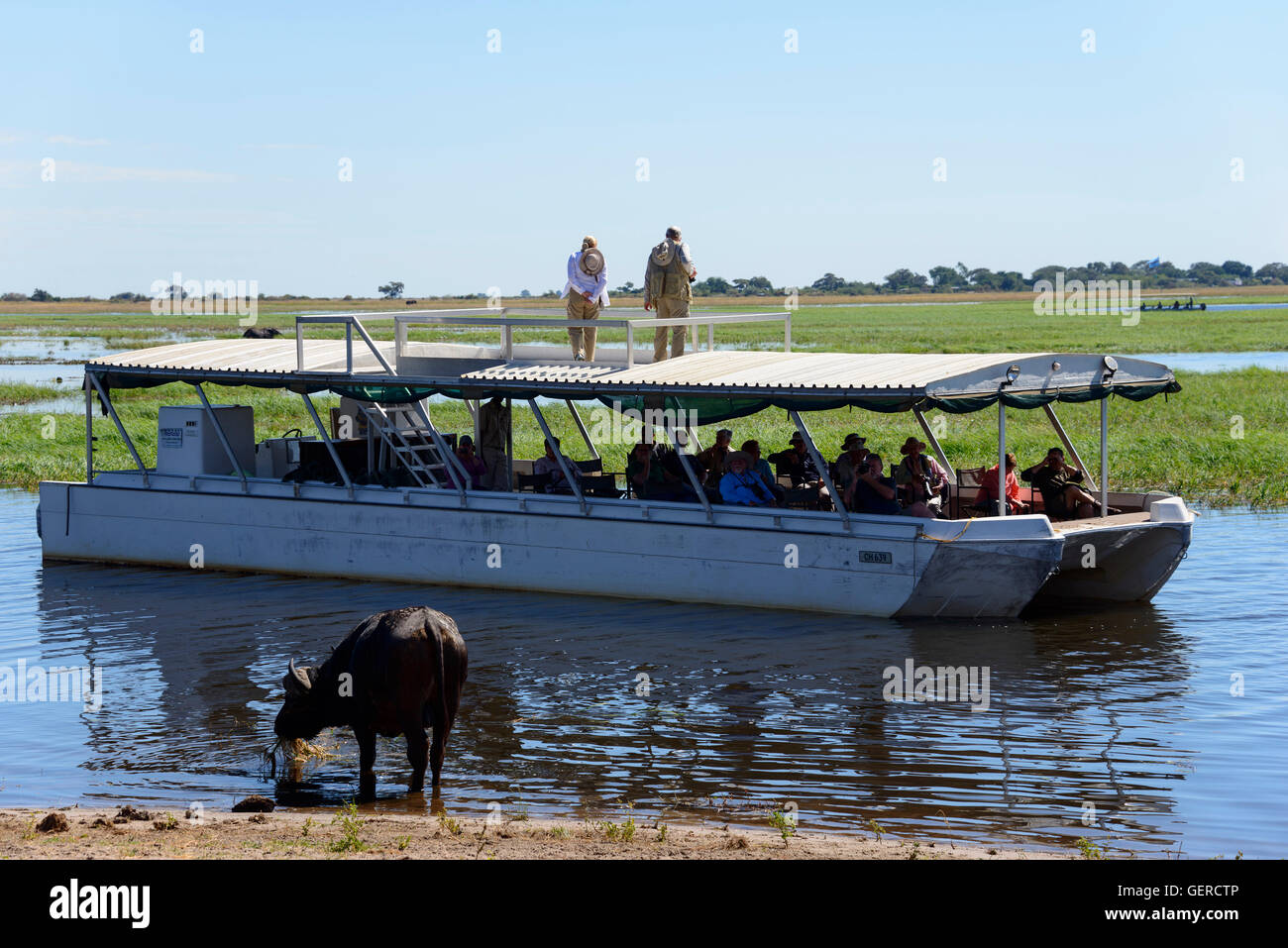 Bufalo africano, barca, fiume Chobe, Chobe National Park, Botswana, (Syncerus caffer) Foto Stock