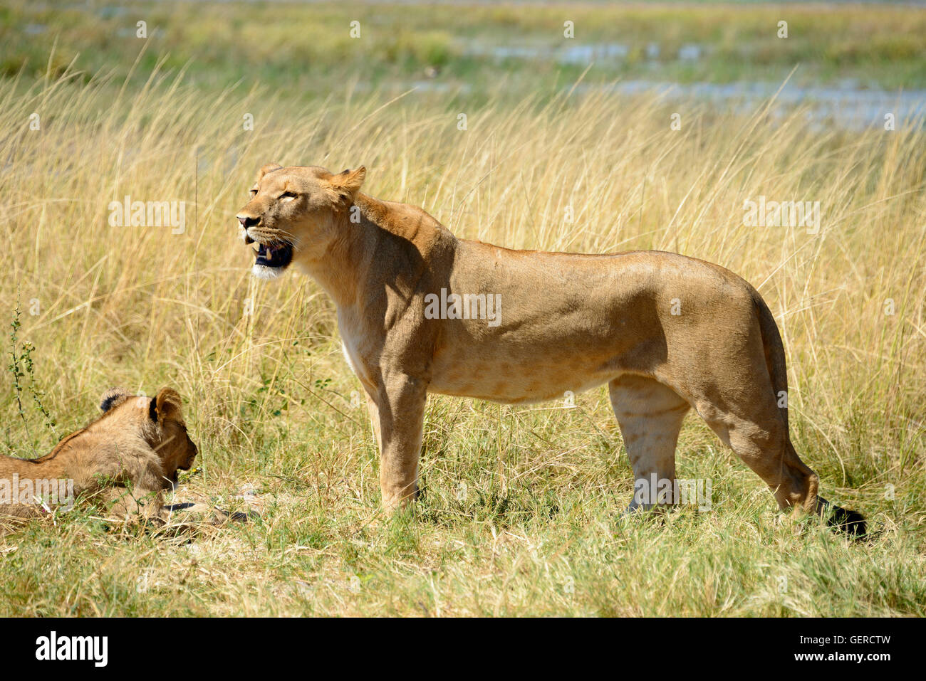 Leone africano, Chobe National Park, Botswana, (Panthera leo) Foto Stock