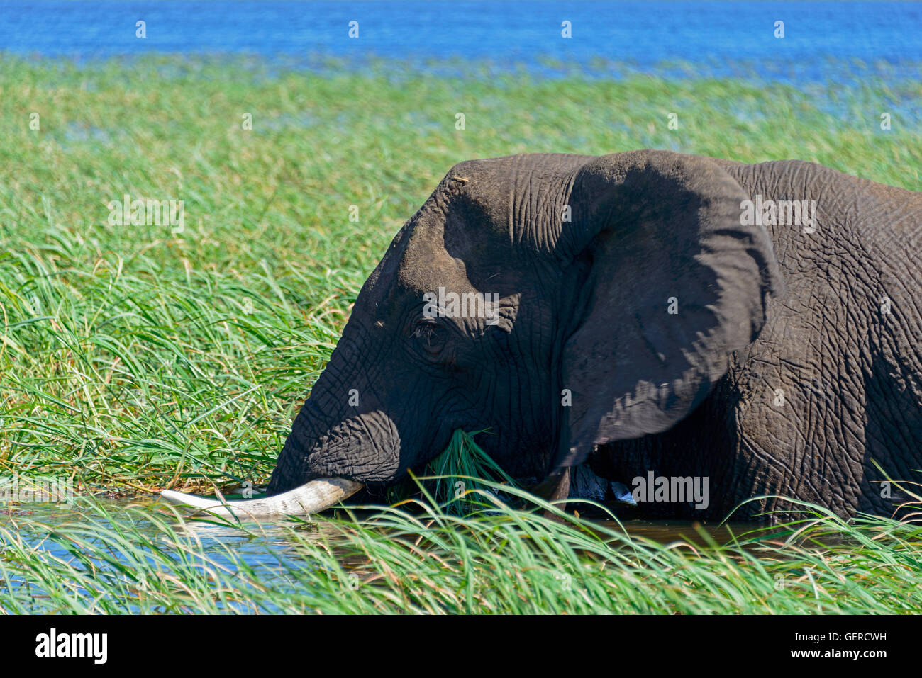 Elefante africano, fiume Chobe, Chobe National Park, Botswana, (Loxodonta africana) Foto Stock