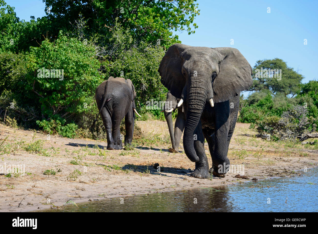 Gli elefanti africani, fiume Chobe, Chobe National Park, Botswana, (Loxodonta africana) Foto Stock
