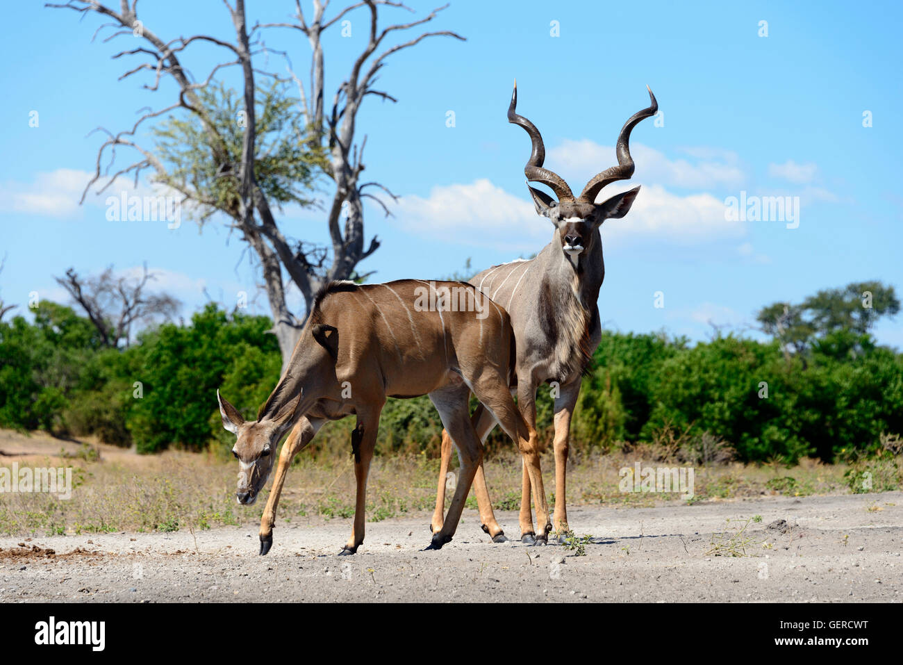 Maggiore Kudu, Chobe National Park, Botswana, (Tragelaphus strepsiceros) Foto Stock