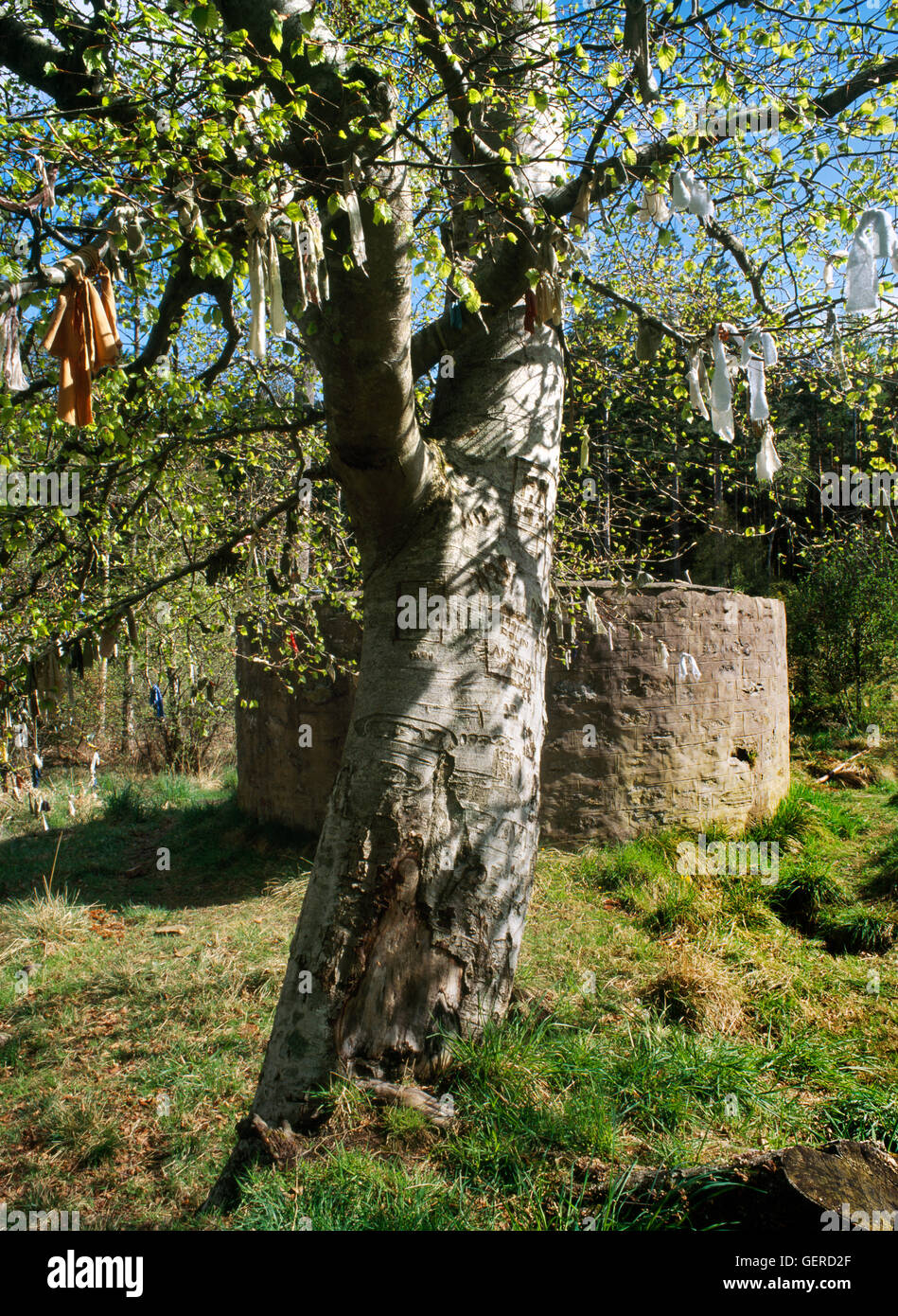 Strisce di stoffa (clouties) appendere in un bosco di faggi a St Mary's bene, Culloden, Inverness. Un antico paganesimo ben guarigione parzialmente cristianizzata Foto Stock