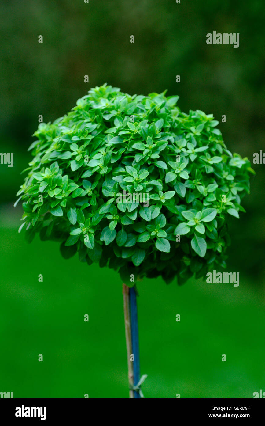 Basilikum Griechischer "Basilico Tree", Mini-Stamm, Ocimum basilicum Foto Stock