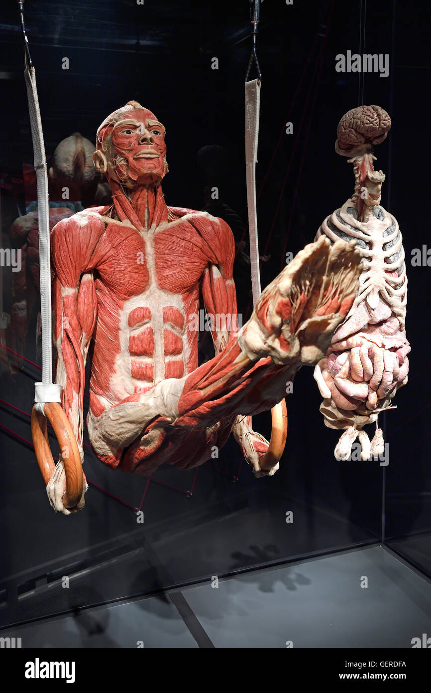 Plastinat, Mann Ringeturner, innere Organe, il dottor Gunter von Hagens, MeMu, Menschen Museum di Berlino, Deutschland Foto Stock