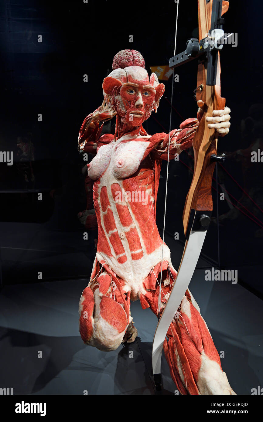 Plastinat, Frau als Bogenschuetzin, il dottor Gunter von Hagens, MeMu, Menschen Museum di Berlino, Deutschland Foto Stock