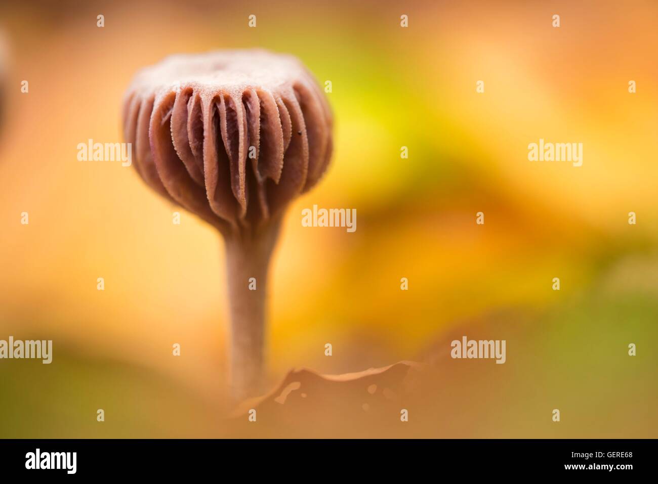 Violetter Lacktrichterling, Sachsen-Anhalt, Deutschland (Laccaria amethystina) Foto Stock