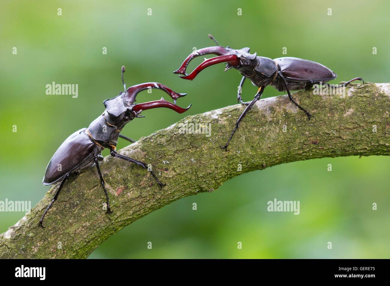 Hirschkaefer, Niedersachsen, Deutschland (lucanus cervus) Foto Stock