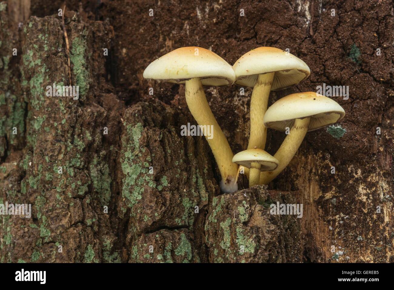 Gruenblaettriger Schwefelkopf, Hypholoma fasciculare, Niedersachsen, Deutschland Foto Stock