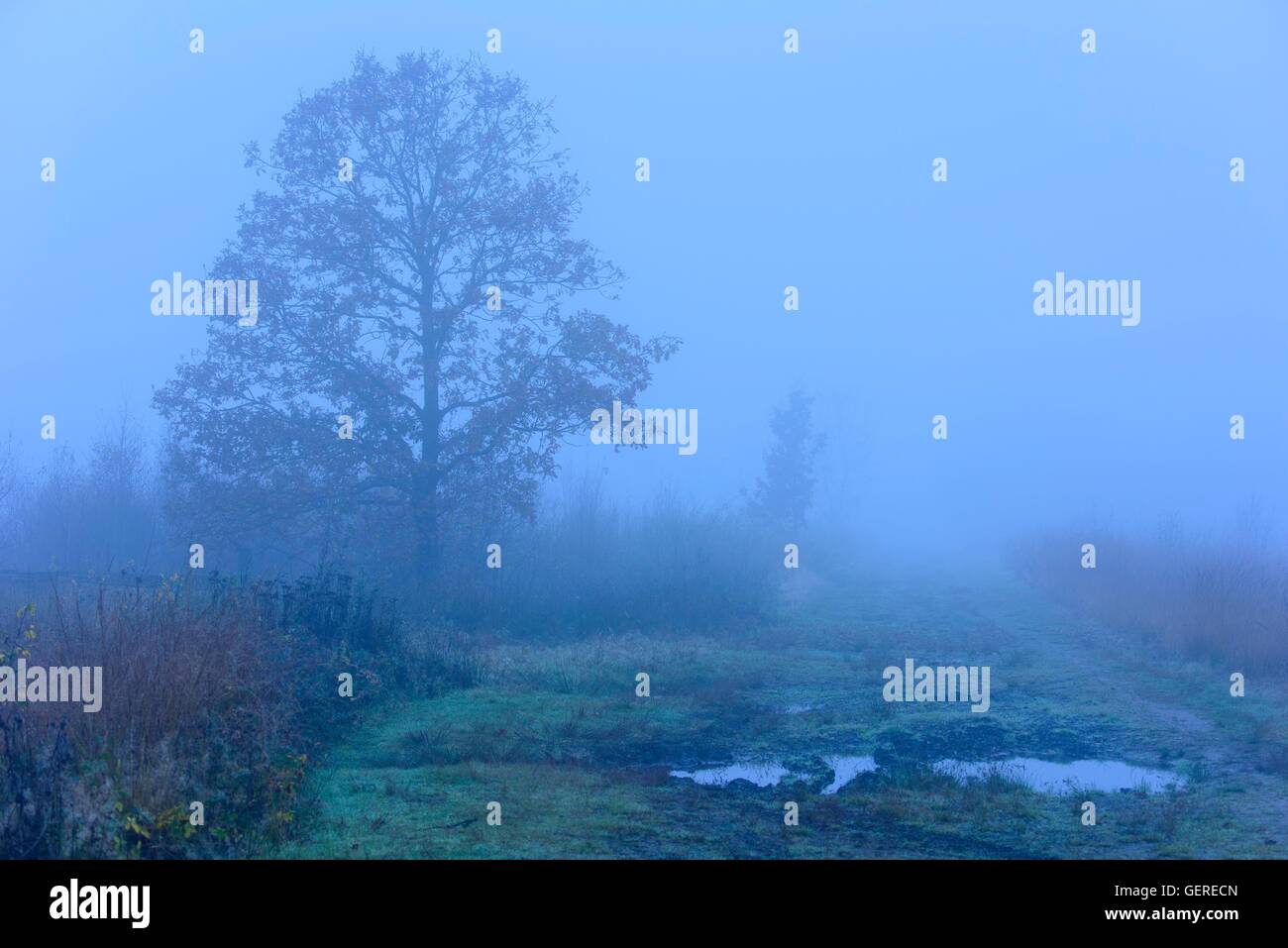 Moor, Goldenstedter Moor, Niedersachsen, Deutschland Foto Stock