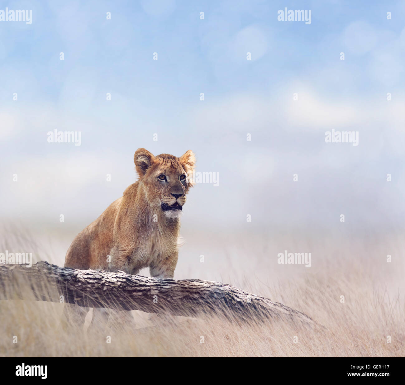 Lion Cub nella prateria Foto Stock