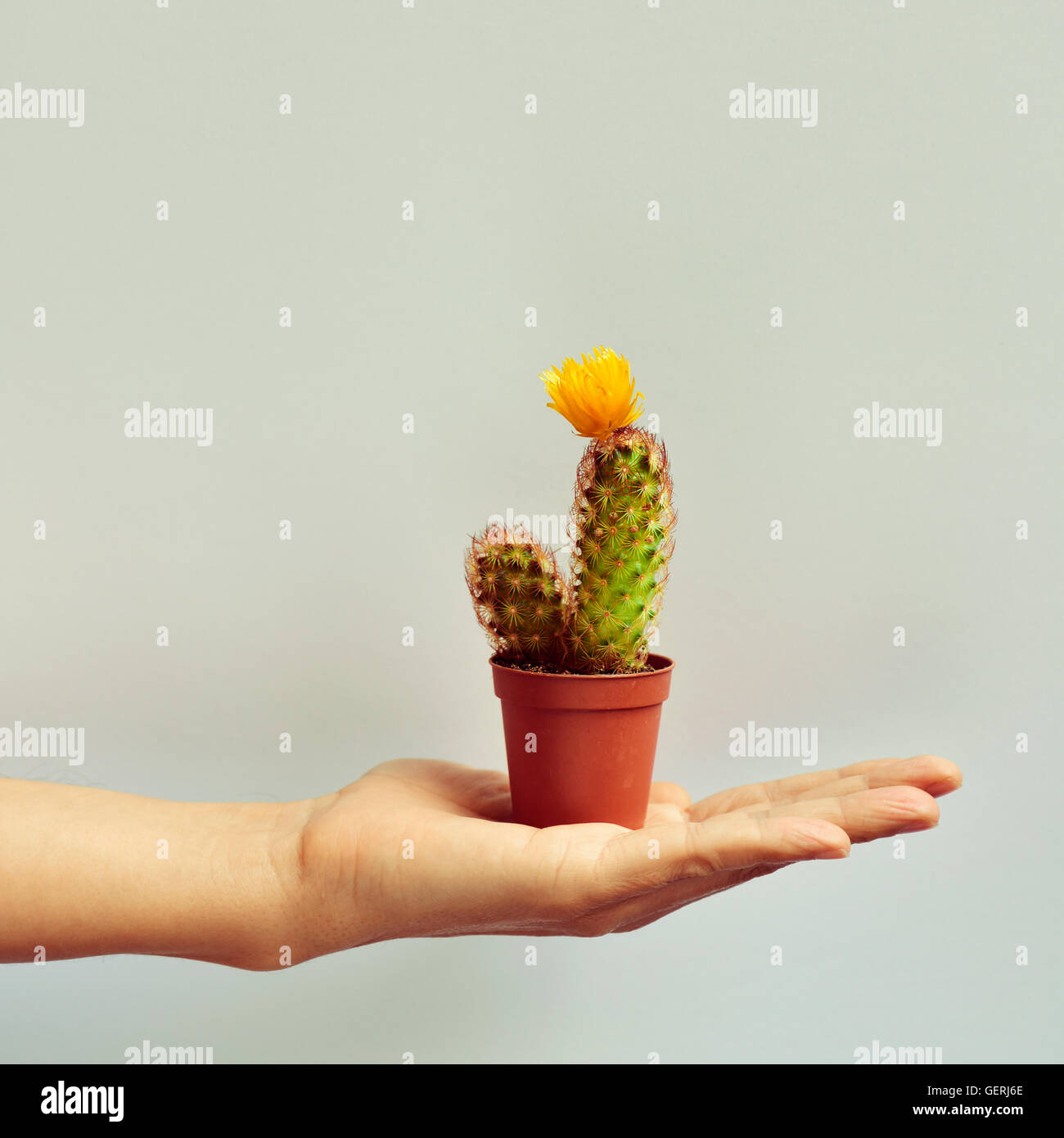 Primo piano della mano di un giovane uomo caucasico con un piccolo ladyfinger cactus con un fiore giallo in una pianta marrone pot, contro Foto Stock