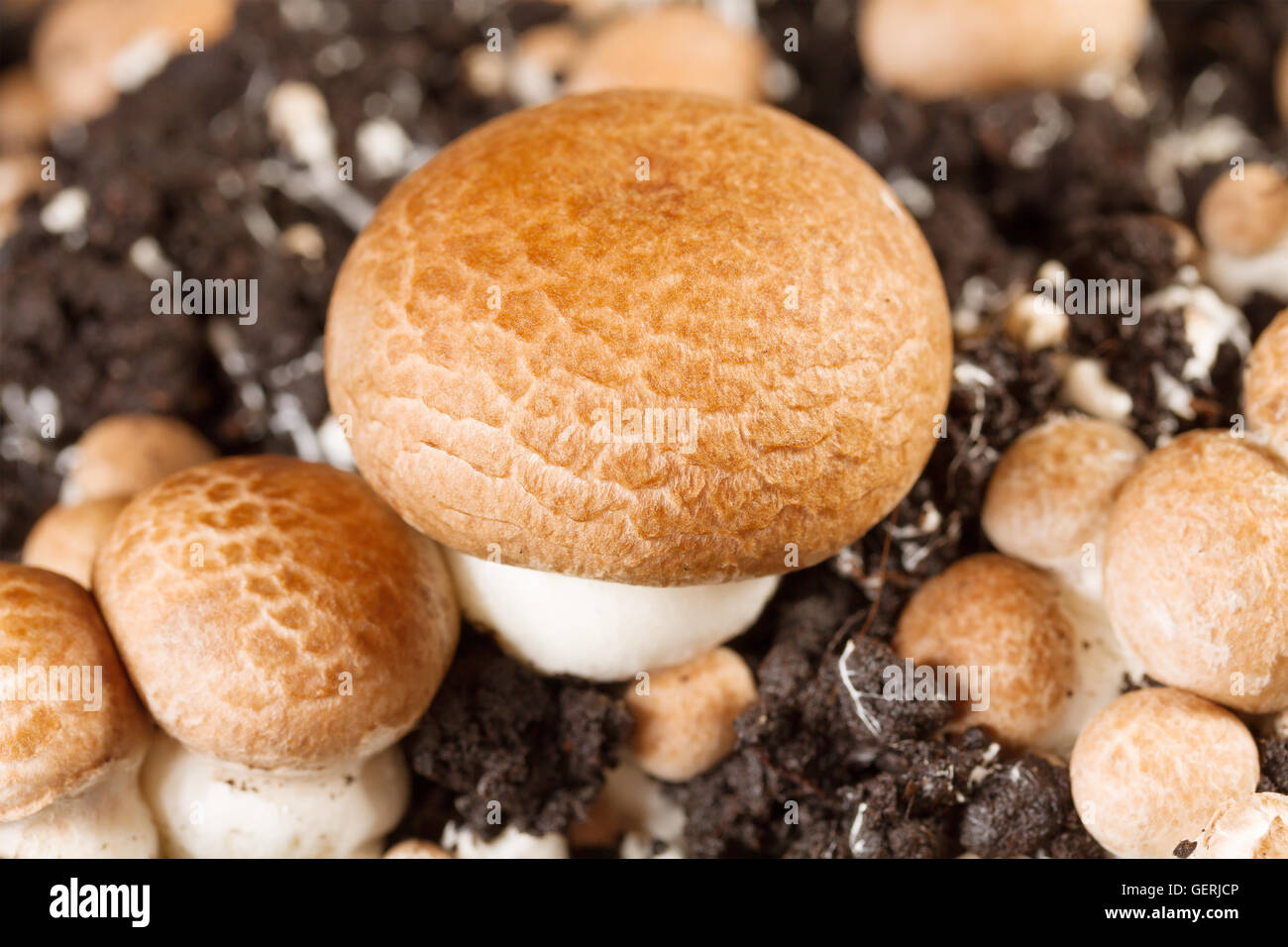 Funghi champignon - coltivati su una fattoria Foto Stock