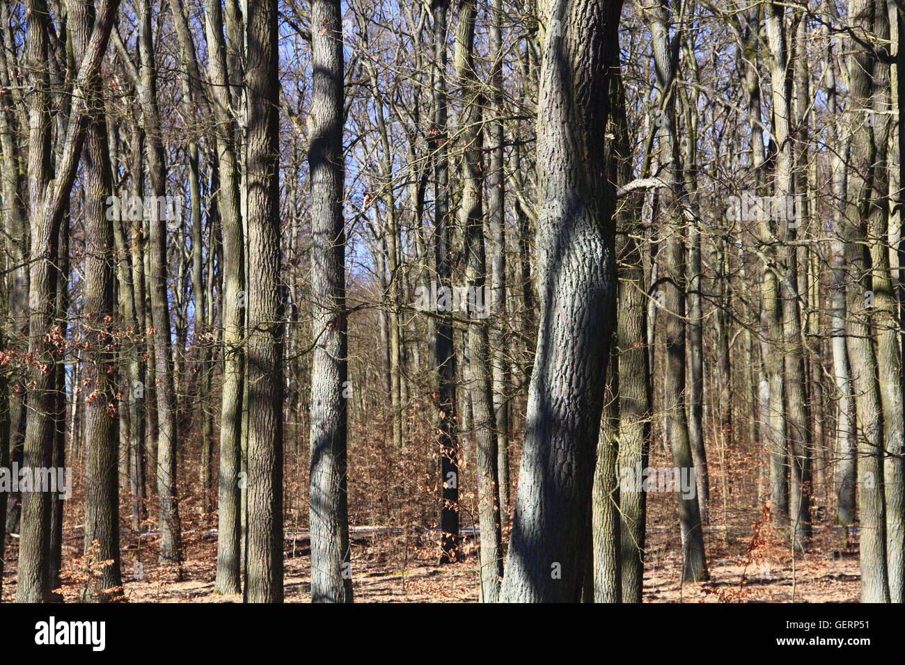 Geografia / viaggi, Germania, il Land Brandeburgo, foresta nella riserva della biosfera dall'UNESCO Schorfheide-Chorin, Foto Stock