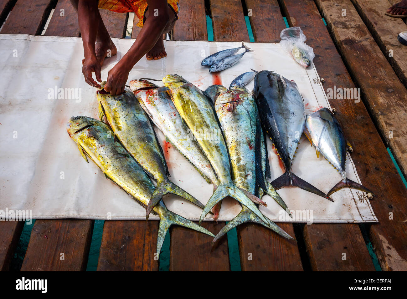 Pesce fresco di tonno e dorada / Orata orate Foto Stock
