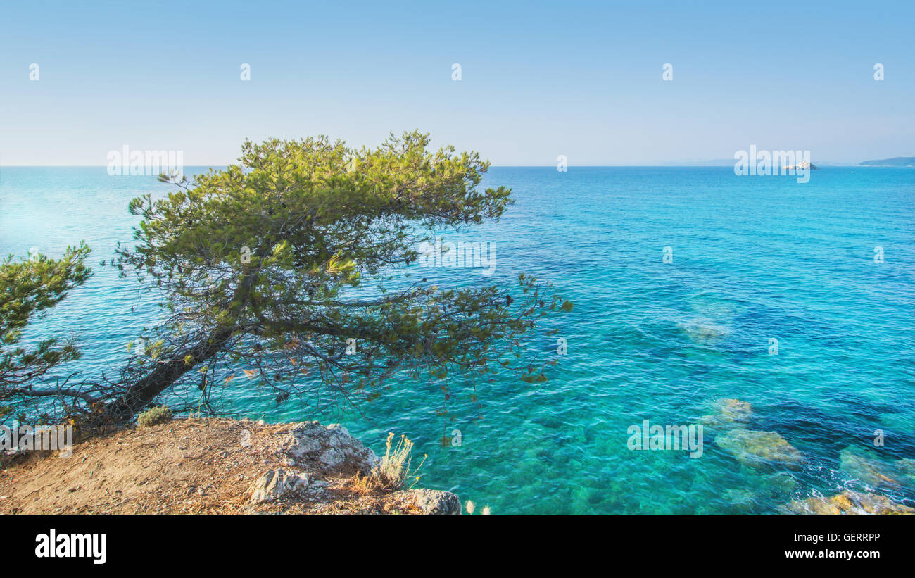 Paesaggio con un solitario pino sullo sfondo del mare Foto Stock
