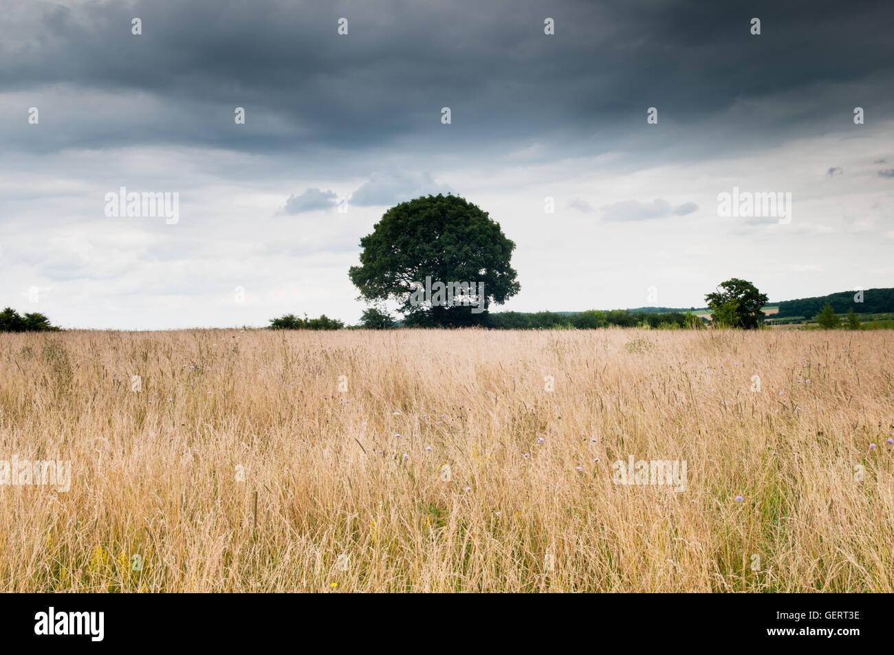 Drammatica cielo sopra il campo con albero solitario. Moody e atmosferica di tono. Concetto di solitudine. Foto Stock