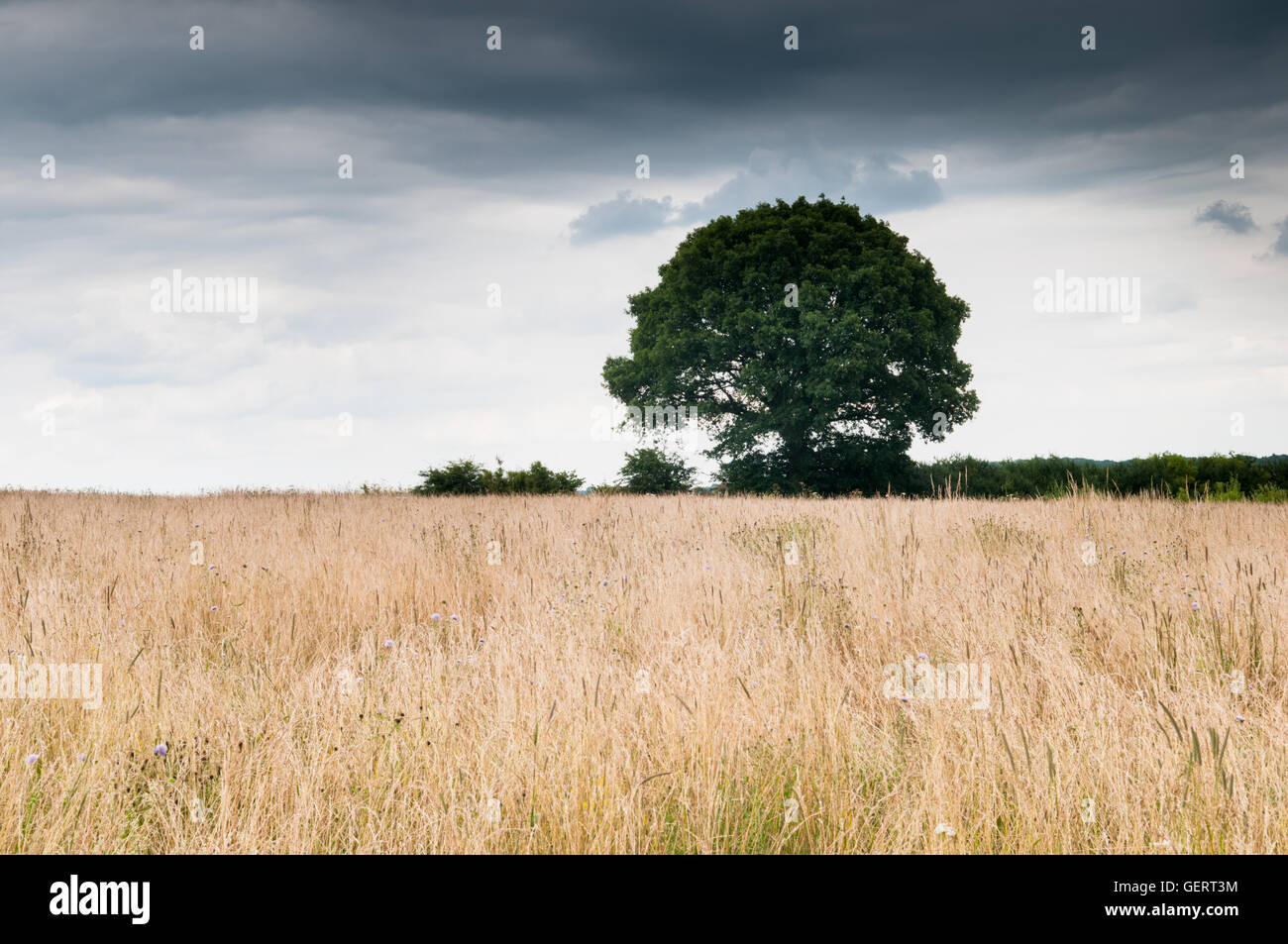 Drammatica cielo sopra il campo con albero solitario. Moody e atmosferica di tono. Concetto di solitudine. Foto Stock