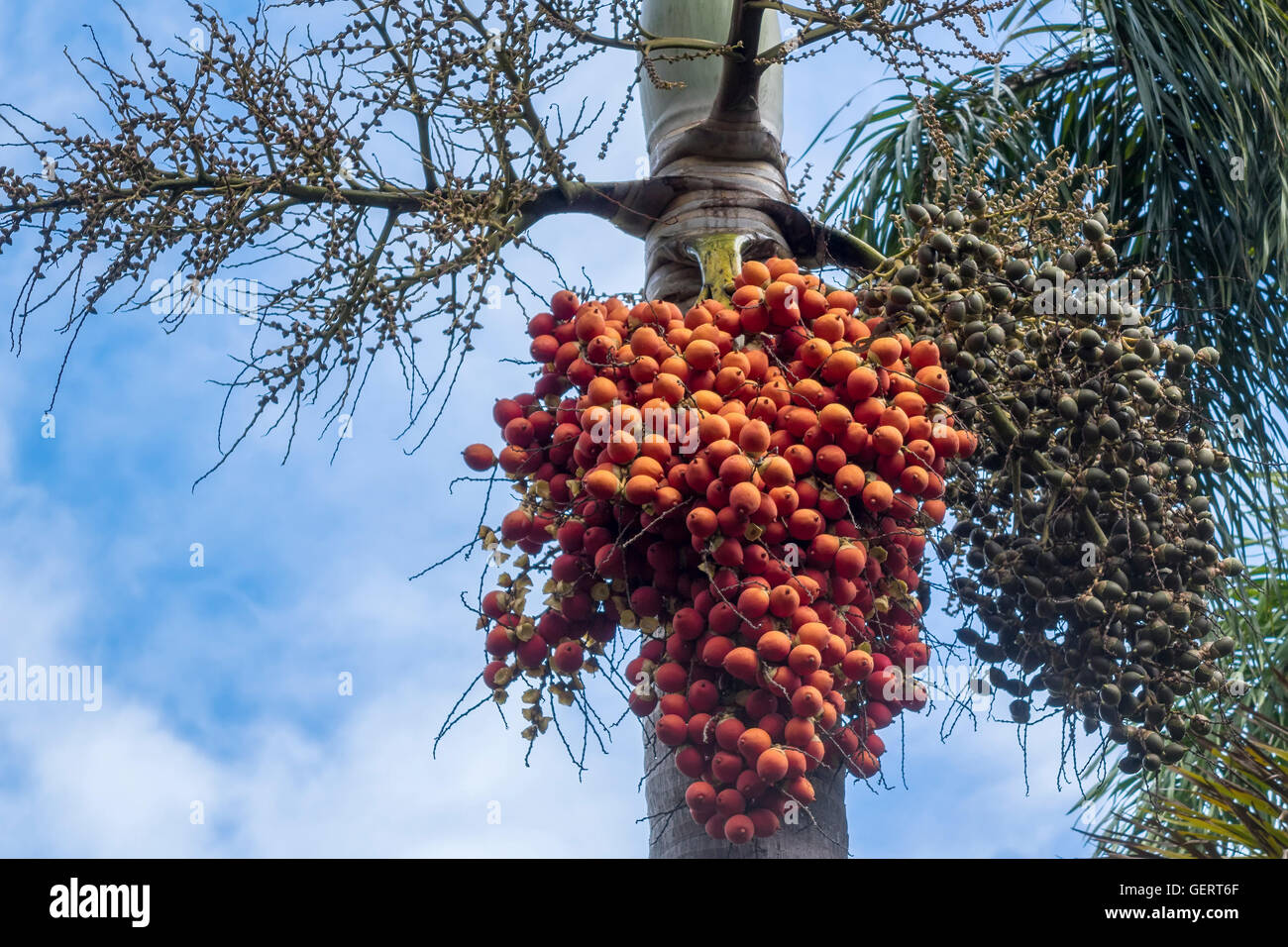 Regina Palm Tree bacche Saint Kitts West Indies Foto Stock