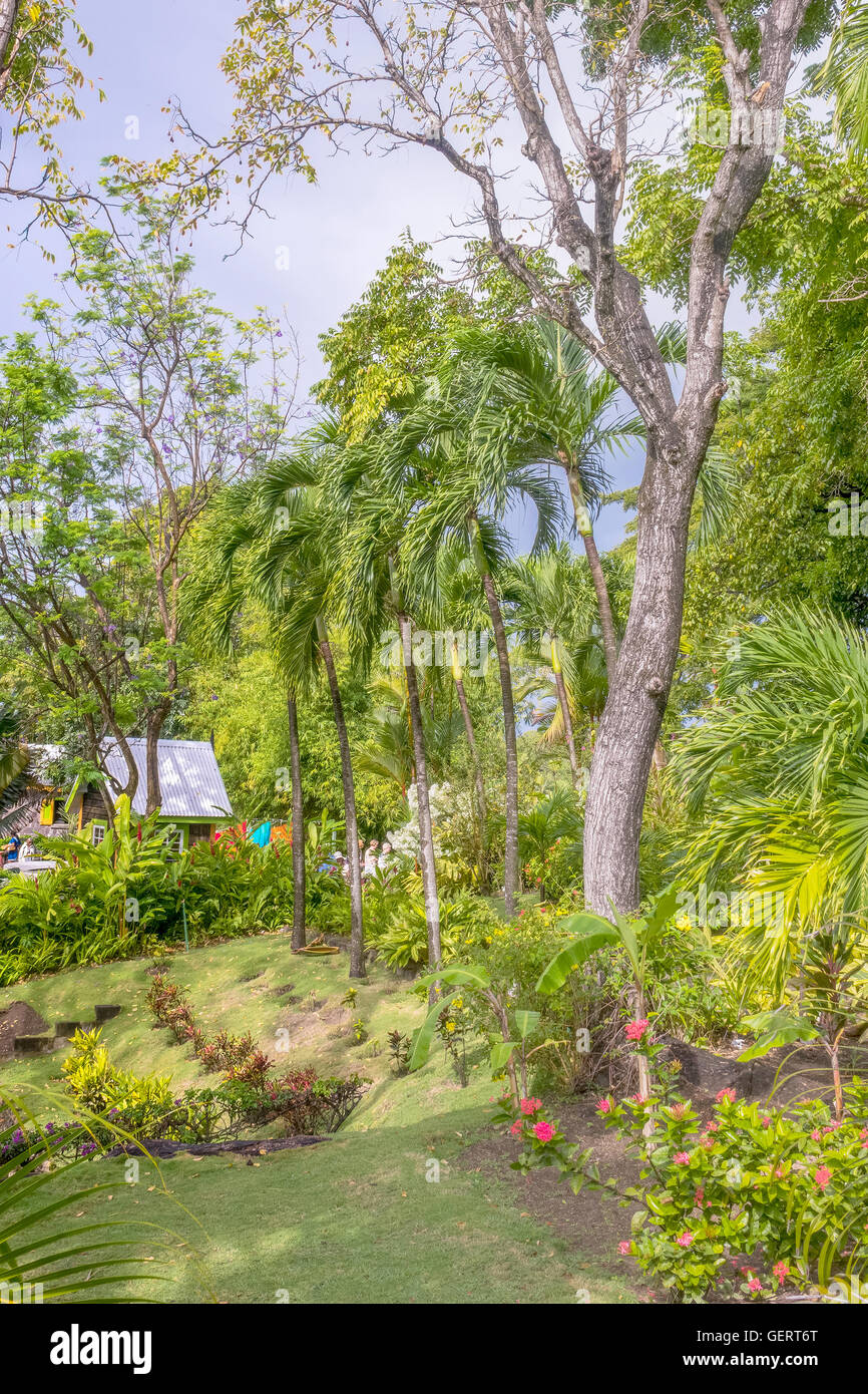 I giardini di Romney Manor Saint Kitts West Indies Foto Stock