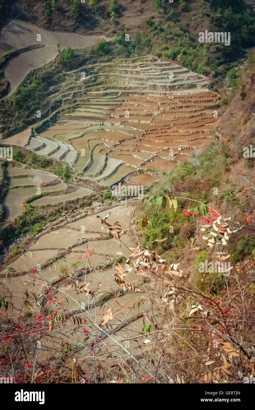 Verde di campi di riso terrazzati sui pendii della montagna in Nepal Foto Stock