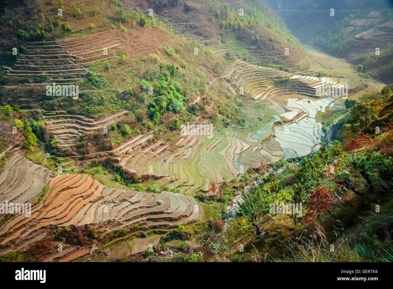 Verde di campi di riso terrazzati sui pendii della montagna in Nepal Foto Stock