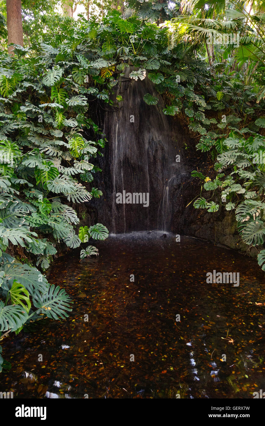 Cascata circondata da formaggio svizzero impianto, Monstera deliciosa, giardino botanico, Malaga, Andalusia, Spagna. Foto Stock