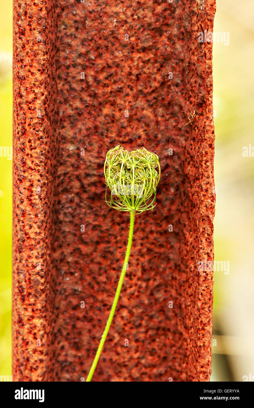 Verde superstite di fiori selvaggi su una trave arrugginito. L'immagine verticale. Foto Stock