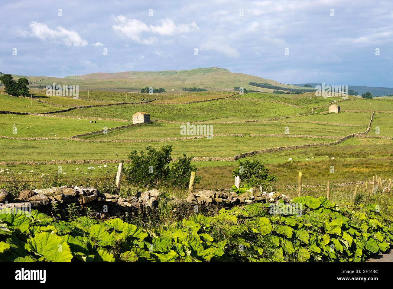 La vista verso Gayle e Dodd cadde da Bainbridge nel Yorkshire Dales National Park nello Yorkshire England Regno Unito Regno Unito Foto Stock