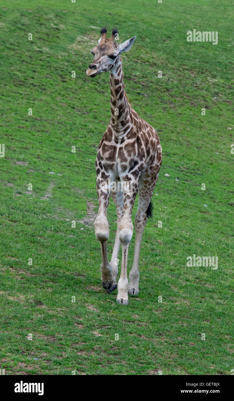 Un giovane Giraffa presso Granby Zoo Foto Stock