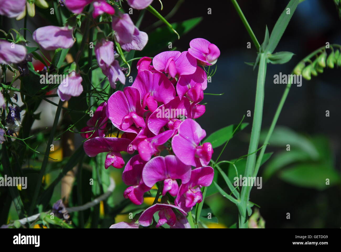 Pisello dolce fiore, Lathyrus odoratus Foto Stock