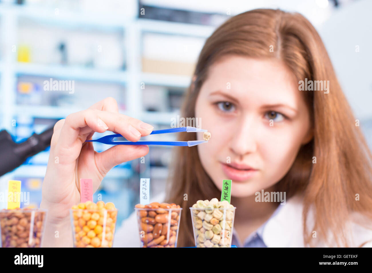 Sementi di ricerca in laboratorio Foto Stock